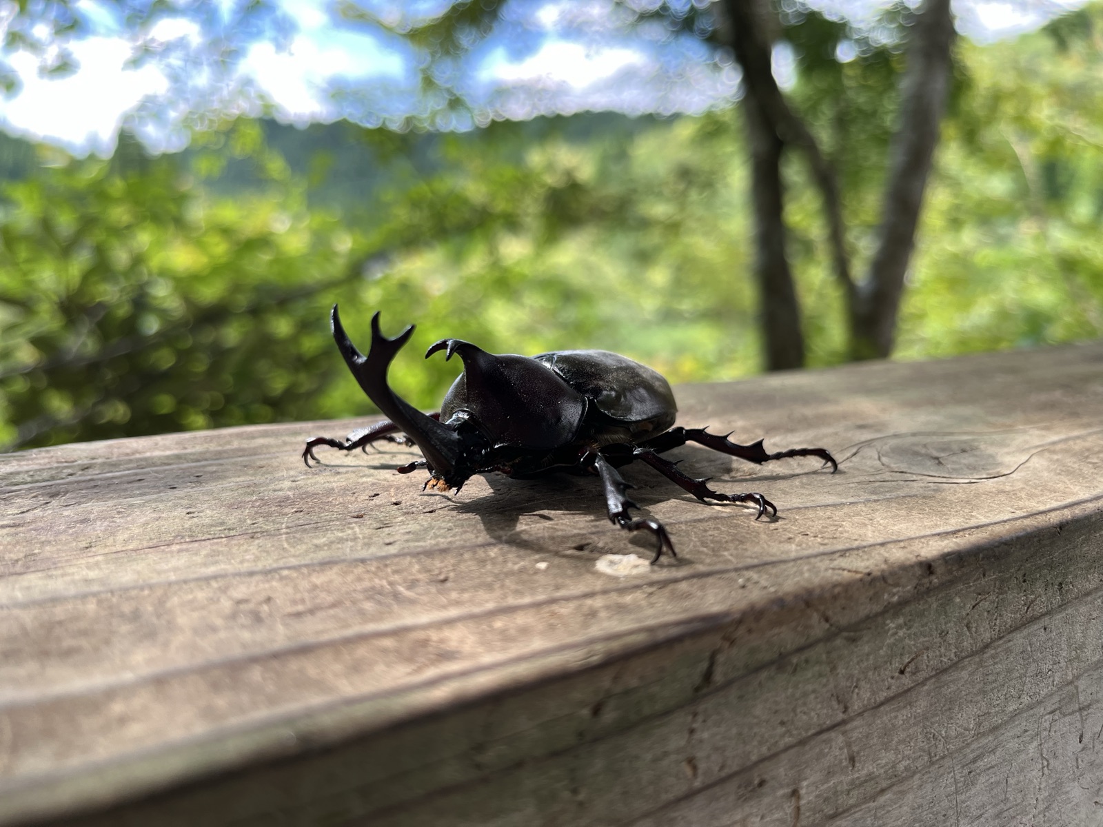 阿蘇のミキタオサウナのカフェテラスの手すりにいたカブトムシのオスと、背景に広がる森