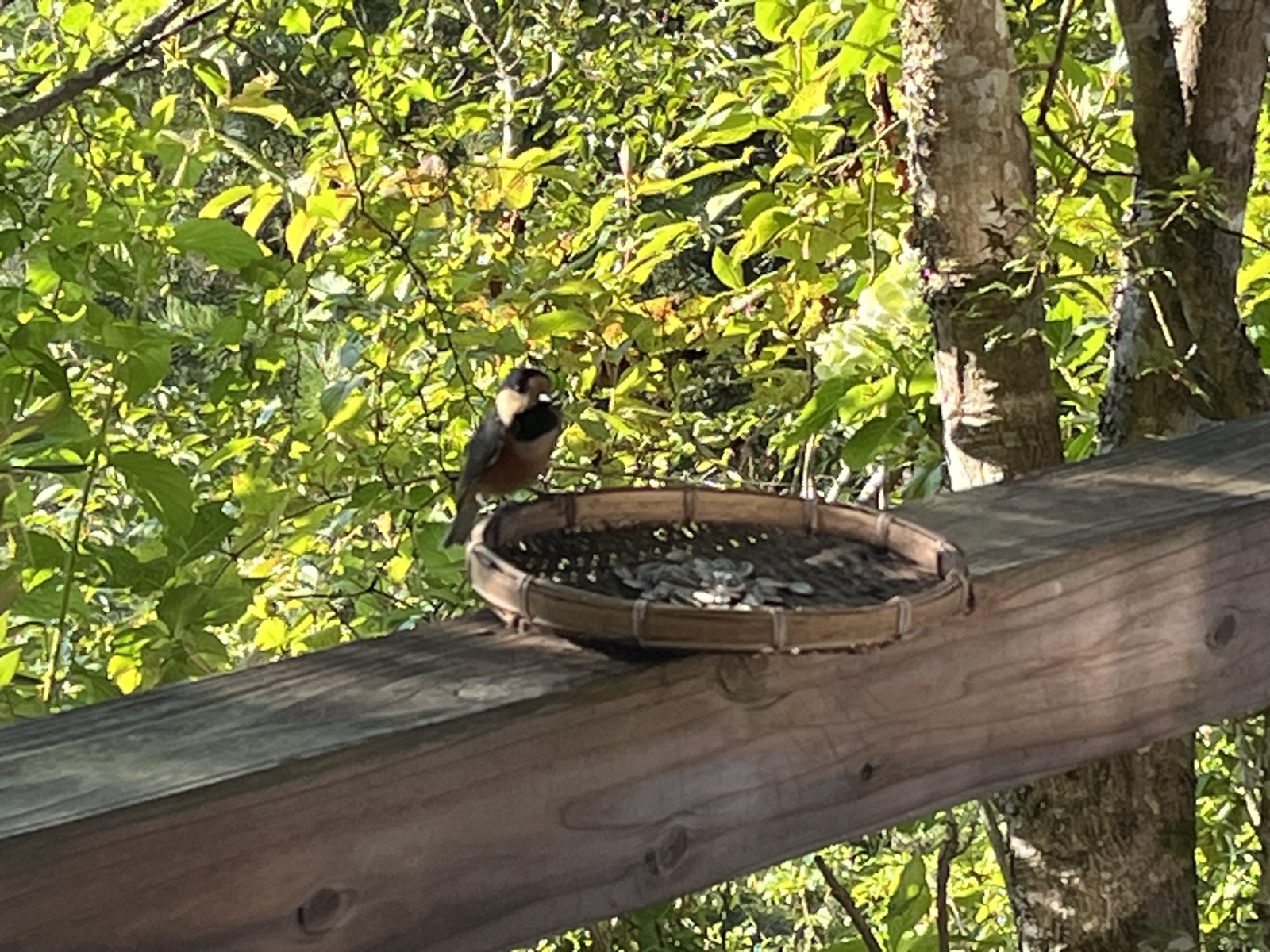 阿蘇のミキタオサウナのカフェテラスに置いた竹のえさ台で、ヒマワリの種を食べにきた小鳥