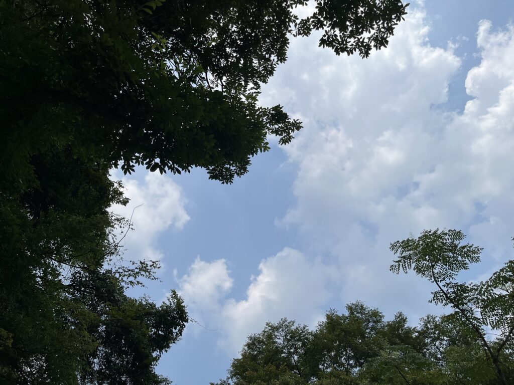 阿蘇のミキタオサウナの外気浴スペースで、チェアに寝ころんで見上げた木の葉と夏の空