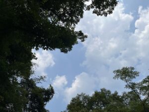 阿蘇のミキタオサウナの外気浴スペースで、チェアに寝ころんで見上げた木の葉と夏の空