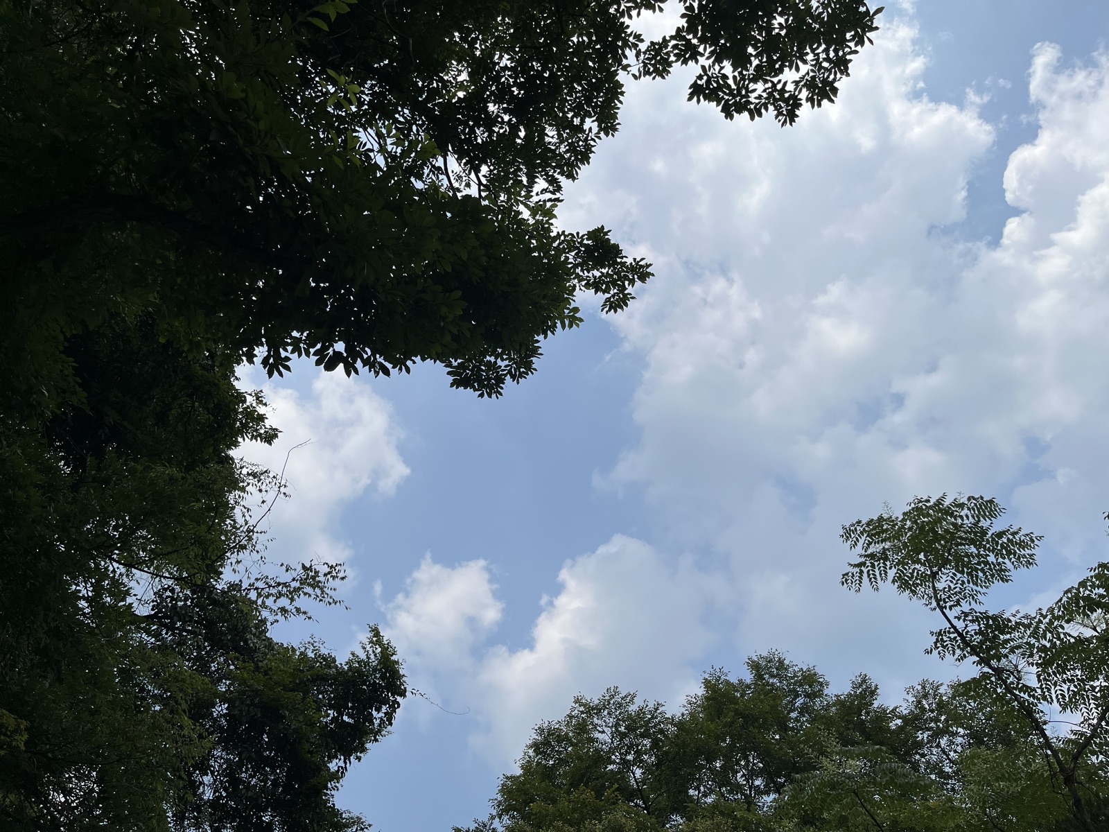 阿蘇のミキタオサウナの外気浴スペースで、チェアに寝ころんで見上げた木の葉と夏の空