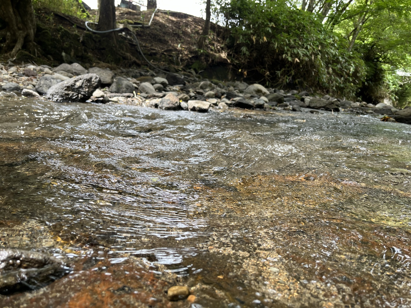 荻の草川の川面すれすれから撮った写真。底の小石が透けて見えるほど水が澄んでいて、流れがある。奥の岸は森。